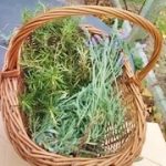 Piante aromatiche - Novembre 2021
