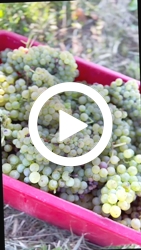 Vendemmia/Harvest Vignole, 09/2023